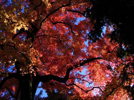 黄・赤・緑 – Autumn Leaves