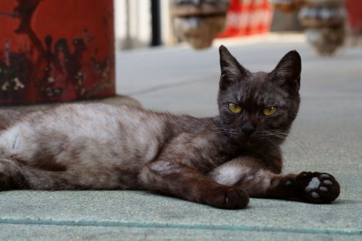 神社猫 – Cat lives at shrine