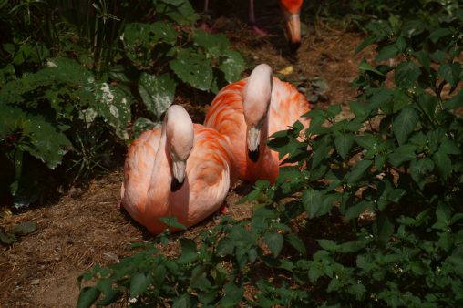 ベニイロフラミンゴ – American Flamingo