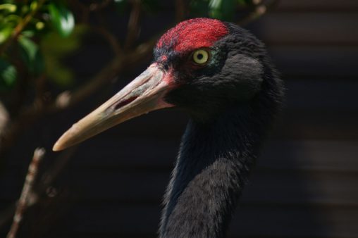 オグロツル – Black-necked Crane