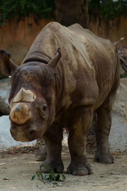 クロサイ – Black rhinoceros