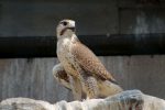 セーカーハヤブサ – Saker falcon