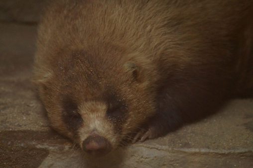 ニホンアナグマ（おねむ） – Sleepy badger