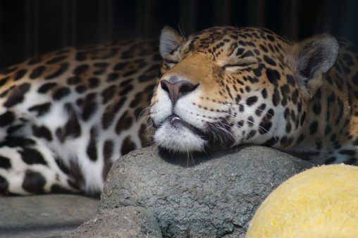 ジャガー（おねむ） – Sleepy jaguar