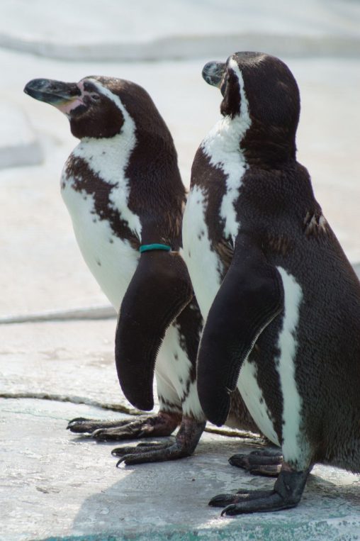 遠くを見る – Humboldt penguins