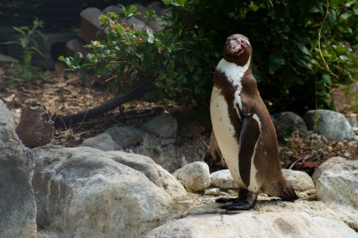 ひとり – Humboldt penguin