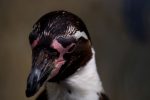 ペンギンダンディズム – Dandy penguin