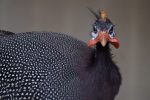 ホロホロチョウ – Helmeted guineafowl