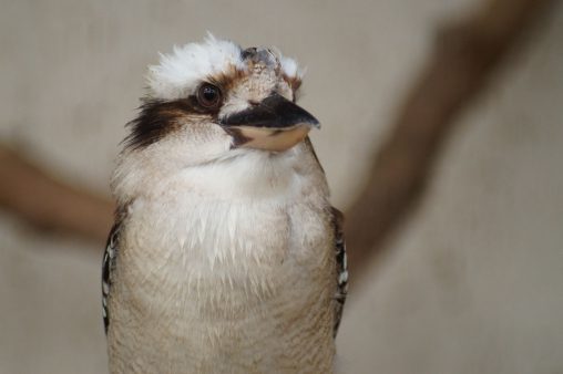 キメ顔ワライカワセミ – Laughing Kookaburra