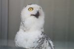 シロフクロウ – Snowy Owl