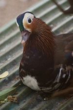 オシドリ – Mandarin duck