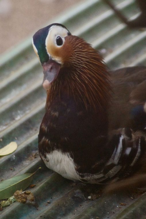オシドリ – Mandarin duck