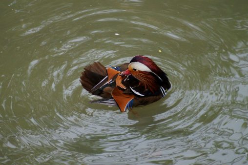 オシドリの波紋 – Mandarin duck