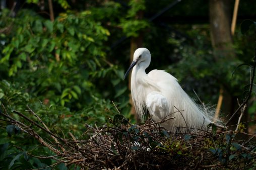 巣にいるコサギ – Little egret