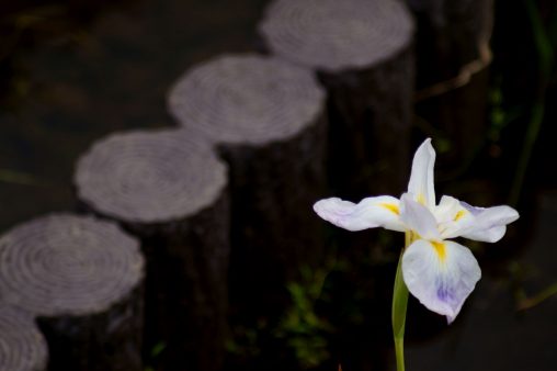 花菖蒲 – Iris