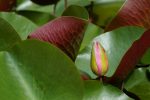 蓮の蕾 – Lotus bud