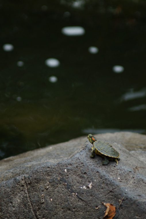 子亀 – Little turtle