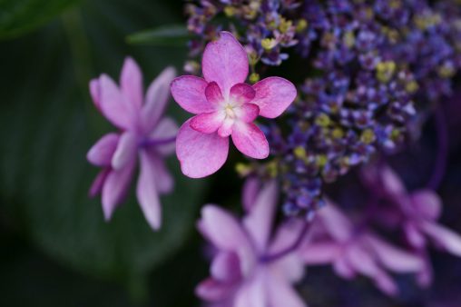 八重咲きガクアジサイ – Hydrangea