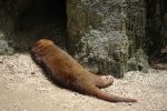 暑さにぐったりするコビトマングース – Dwarf Mongoose