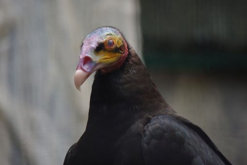 カメラ目線のキガシラコンドル – Yellow-headed Condor