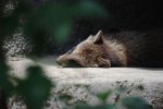 暑さにぐったりするホンドタヌキ – Japanese Raccoon Dog