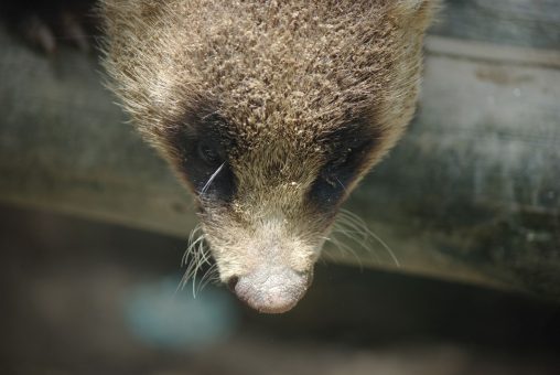 上から失礼 – Japanese Badger