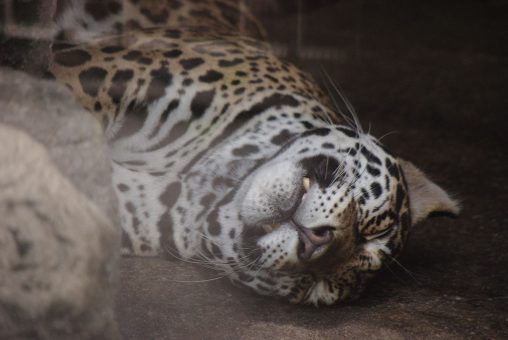 暑さにぐったりするジャガー – Jaguar