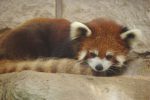 日陰に逃れるレッサーパンダ – Lesser panda