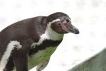 カメラ目線のフンボルトペンギン – Humboldt Penguin