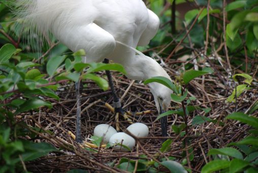 巣を守るコサギ – Little Egret
