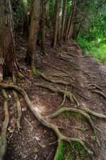 根が守る – Roots keep dirt road