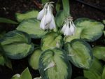 濡れギボウシ – Plantain Lily