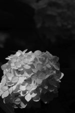 白玉 – Hydrangea