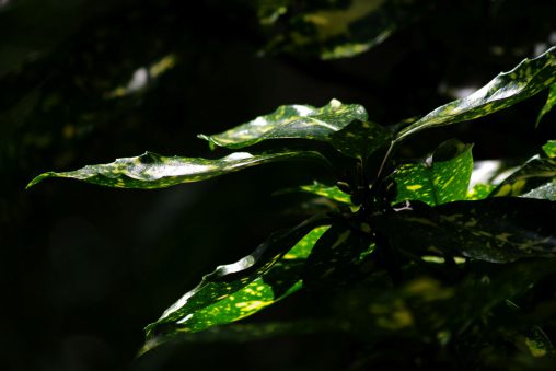 斑入り – Spotted leaves