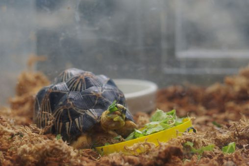 ホウシャガメの子供 – Baby Radiated tortoise