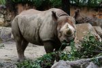 クロサイ食事中 – Black rhinoceros