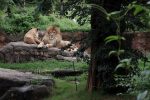 ライオン夫妻 – Lions