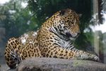 ジャガー – Jaguar
