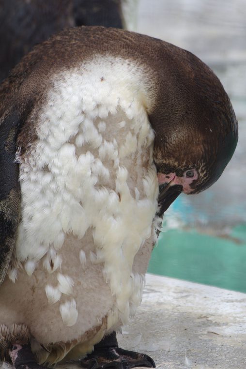 換羽期のフンボルトペンギン – Humboldt penguin