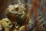 眼力の強いグリーンイグアナ – Green iguana