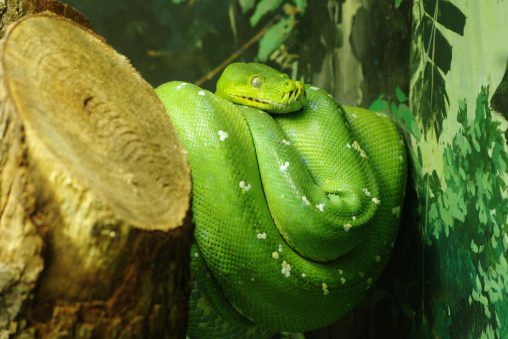 ミドリニシキヘビ – Green tree python