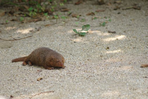 のびてるコビトマングース – Common dwarf mongoose