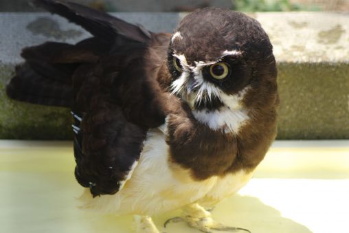 メガネフクロウ – Spectacled owl