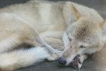 チュウゴクオオカミの腕枕 – Chinese wolf
