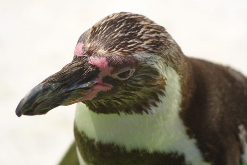 フンボルトペンギン(キメ顔) – Humboldt penguin