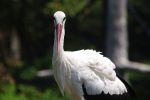 シュバシコウ – White Stork