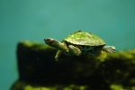 インドセタカガメ – Indian roofed turtle