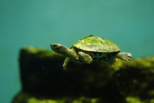 インドセタカガメ – Indian roofed turtle