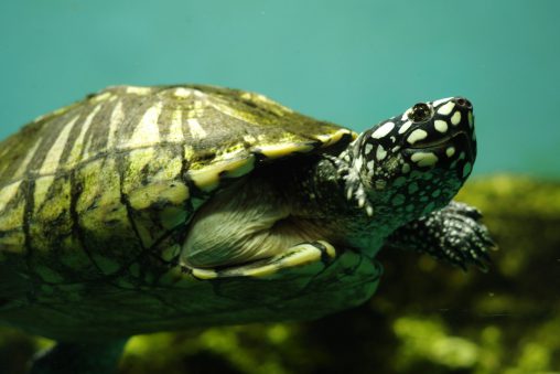 ハミルトンガメ – Black pond turtle