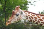 アミメキリン（顔アップ） – Reticulated giraffe